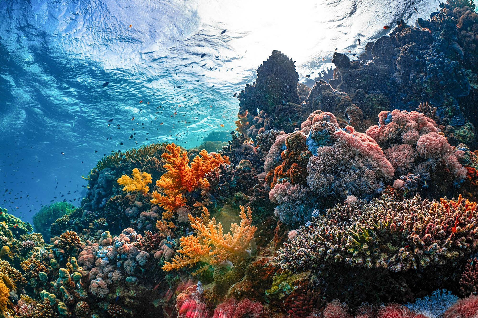 红海的珊瑚礁